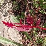 Amaranthus cruentusFlower