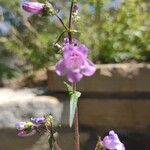 Penstemon tenuis Flower