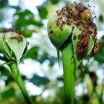 Rosa chinensis Gyümölcs