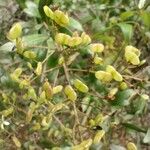 Bursaria spinosa Fruit