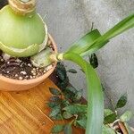 Albuca bracteata Hábito