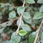 Cotoneaster franchetii Hoja