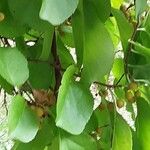 Celastrus scandens ഇല