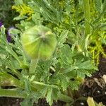 Ranunculus asiaticus autre