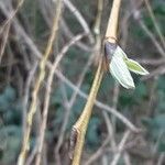 Salix × pendulina Fuelha