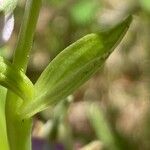Ophrys scolopax Fuelha