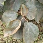 Cordia africana Feuille