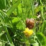 Trifolium badium Yeri