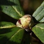 Rhododendron haematodes Otro