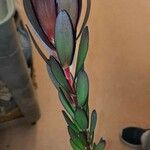 Leucadendron salignum ᱥᱟᱠᱟᱢ