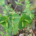 Euphorbia dulcis Levél