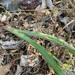 Muscari comosum Leaf