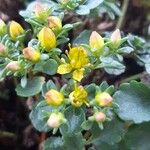 Sedum kamtschaticum Flower