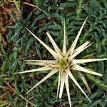Centaurea calcitrapa Kukka