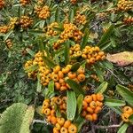 Pyracantha angustifolia Fruit