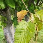 Betula populifolia পাতা