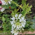 Cleome speciosa Flower