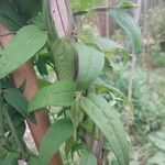 Jasminum beesianum Hoja