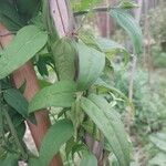 Jasminum beesianum Blad