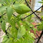 Cyclanthera pedata Feuille