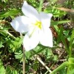 Sabatia campestris Flower