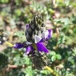 Dalea boliviana Floare