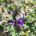 Dalea boliviana Flower