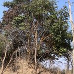 Ficus sur Hábito