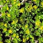 Salix serpillifolia Blomma