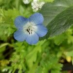 Nemophila phacelioides Цвят