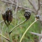 Haemodorum planifolium