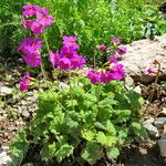 Primula cortusoides Hábito