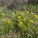 Adonis microcarpa Vekstform