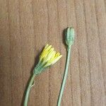 Crepis capillaris 花