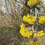 Cornus masЦветок