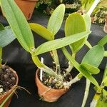 Cattleya labiata Hàbitat