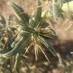 Xanthium spinosum Blad