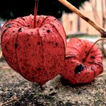 Physalis alkekengi Fruto