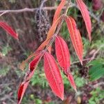 Rhus copallinumBlatt