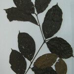 Cordia bicolor Otro