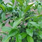 Citrus × limon Liść