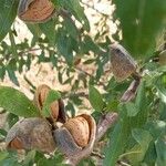 Prunus amygdalus Fruit