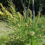 Artemisia verlotiorum Облик