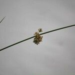 Juncus conglomeratusBlüte