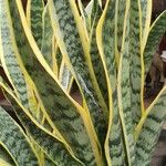 Sansevieria trifasciata Blatt