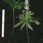 Selaginella arthritica Ďalší