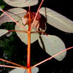 Euphorbia cotinifolia Levél