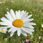 Leucanthemum heterophyllum 花