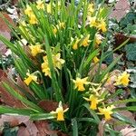 Narcissus jonquilla Fiore