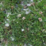 Trifolium thalii অভ্যাস